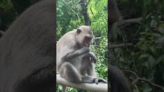 Cute Monkey eating monkey naturemonkey monkeyvideo shortvideo [upl. by Valentijn]