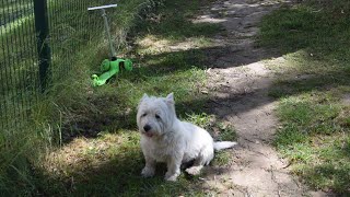 West Highland White Terrier Westie Bobby Failed date [upl. by Broderic]