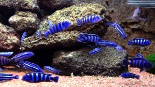 Malawi Aquarium mit Melanochromis Maingano Pseudotropheus Demasoni Aulonocara Jacobfreibergi [upl. by Goggin]