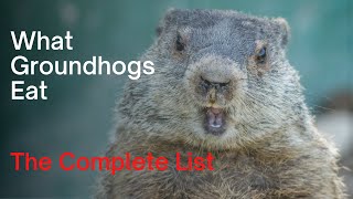 What Groundhogs Eat  The Complete Woodchuck Diet [upl. by Orton]