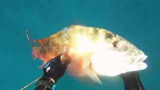 17lb Mutton Snapper  Freedive Spearfishing [upl. by Chaille]