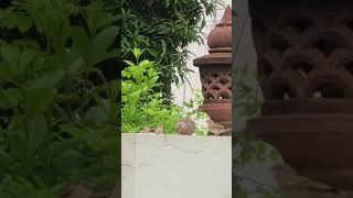 Pet Birds  Save Birds  Sparrow  Munia  Dove  गौरैया [upl. by Merill]