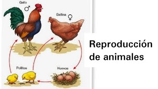 Reproducción de Animales  Ciencias Naturales [upl. by Gladis]