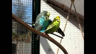 Parende Grasparkieten Mating budgies [upl. by Stirling41]