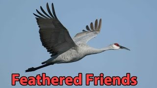 Feathered Friends  Stork Crane Flamingo and more [upl. by Amapuna206]