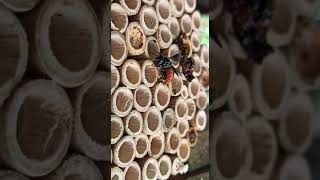 Cleptoparasitism by a Sunda Chillitail Bee Euaspis polynesia Video by Tan King How [upl. by Moselle]