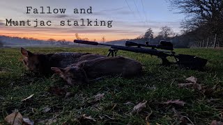 Fallow and Muntjac deer stalking with the SAKO S20 [upl. by Elpmet]