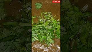 New recipe urad Gosht how to make urad Gosht up ke fomus urad Gosht recipe secretrecipe [upl. by Christophe]