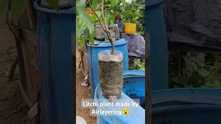 litchi plant made by air layering farming lichi [upl. by Iralav]