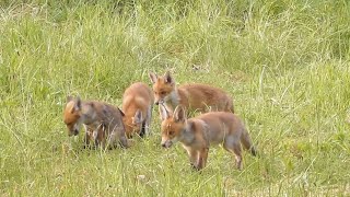 Prachtige natuurfilm quotSpringtime in Flanders fieldsquot Nederlands gesproken [upl. by Oina894]