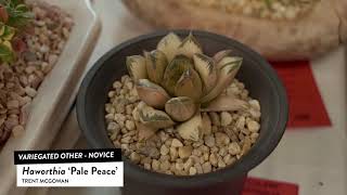 Succulents Identification Haworthia Pale Peace [upl. by Genevieve]