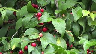 Flacourtia Jangomas fruits Ripe Ololikka or Loobikka or Lovalolikka [upl. by Layton]