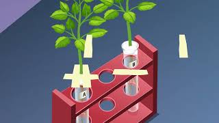 STUDY OF PHOTOTROPISM AND GEOTROPISM IN PLANTS [upl. by Charleton]