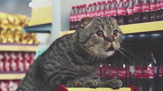 Best Cat Commercials Netto Marken [upl. by Lanford]