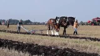 Prickwillow Ploughing Festival 2015 [upl. by Fillender]