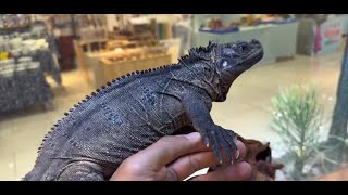 Popular Pet Reptiles  Which One Is Right For You [upl. by Holtz]