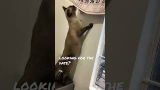 Cat calendarshortsvideoshorts [upl. by Shirah]