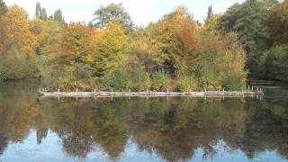 hamburg friedhof ohlsdorf herbstbilder [upl. by Jarrod]