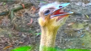 Funny Ostrich SingingDivertido Avestruz CantaЗабавный страус поет [upl. by Fidele406]