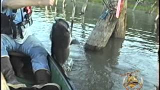 Boat Full of Kansas Flathead Catfish caught on the TOPCAT [upl. by Weyermann629]