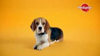 PEDIGREE commercial nom nom nom [upl. by Brenn]