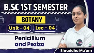 BSc 1st Semester Botany Unit4th Penicillium and peziza lecture04  BSc Botany 1st year Class [upl. by Burnley153]