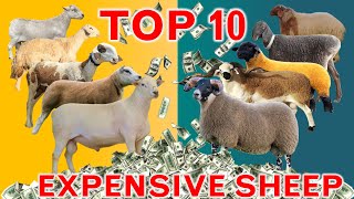 Top 10 Expensive Sheep Breeds in the World [upl. by Auhsaj988]