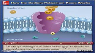 Endocytosis Vs Exocytosis [upl. by Jerman814]