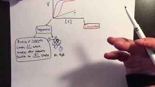 Allosteric Enzymes Sigmoidal Kinetics [upl. by Westhead618]