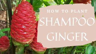 Planting Shampoo Ginger in Pots  Awapuhi Rhizomes [upl. by Nwavahs]