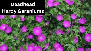 How To Deadhead Hardy Cranesbill Geranium for More Flowers [upl. by Amalia288]