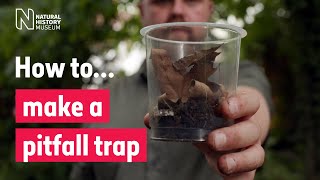 How to make a pitfall trap  Natural History Museum [upl. by Eyma176]