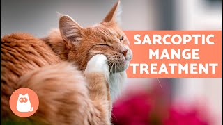 Do These HOME REMEDIES for SCABIES in CATS Work 🐱✅  Effective Home Remedies [upl. by Eedissac]