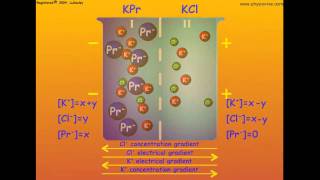 GibbsDonnan Equilibrium and the Membrane Potential [upl. by Yesllek796]