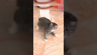 Super cats skills 🤣🤣 cat funny viralshorts shorts cutecat reaction [upl. by Amyas554]