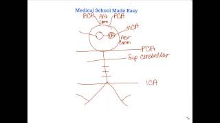 How to Draw and Remember the Circle of Willis Quickly [upl. by Us]