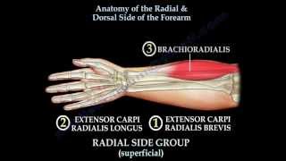 Anatomy Of The Radial amp Dorsal Forearm Part 2  Everything You Need To Know  Dr Nabil Ebraheim [upl. by Wye693]