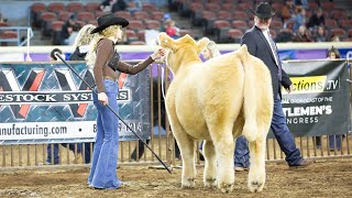 Competing with my prospect steer at a major cattle show OKC Cattlemen’s Congress [upl. by Saixela]