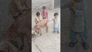 Kids playing with goat shorts goats subezan ytshorts animallover shortsfeed comedy cute yt [upl. by Aicirtan374]