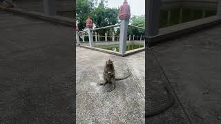 Smart Monkey naturemonkey naturalwildlife monkeyvideo shortvideo [upl. by Guod]