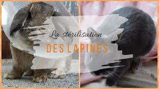 ➳ La STÉRILISATION Des LAPINES  CONSEILS [upl. by Raney]