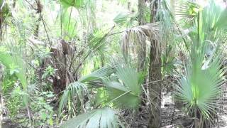 Caloosahatchee Regional Park [upl. by Tarrance]