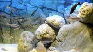 Kitumba Cyprichromis leptosoma jumbo kitumba Cichlid AquariumTanganyika Cichlids [upl. by Aromat]