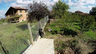 Ligustrum planting timelapse [upl. by Eniamart507]