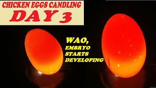 Chicken Eggs Candling Day 3 HOW TO CANDLE CHICKEN EGGS DAY 3 IS EMBRYO DEVELOPED DAY 3NEW 2020 [upl. by Nivak724]