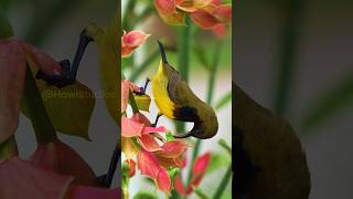 Olivebacked Sunbird Wincent HR1tq wildlife nature bird [upl. by Mortie159]