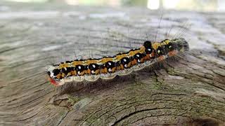 Acronicta tridens  chenille  larva  20230923 P9230124 [upl. by Rehtnug]