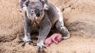 How Koala Gives Birth To Twin Cute Babies [upl. by Teodoro269]