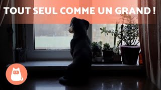 Comment HABITUER un CHIOT à rester SEUL 🐶🏠  6 ASTUCES [upl. by Yelknirb]