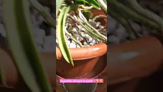 PRIMA DI BAGNARE GUARDATE LE RADICI shortvideo orchidee [upl. by Lamarre]